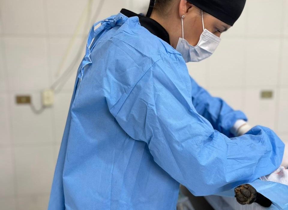 Executivo atende indicação de Tais Bianca e Capivari terá microchipagem para animais castrados